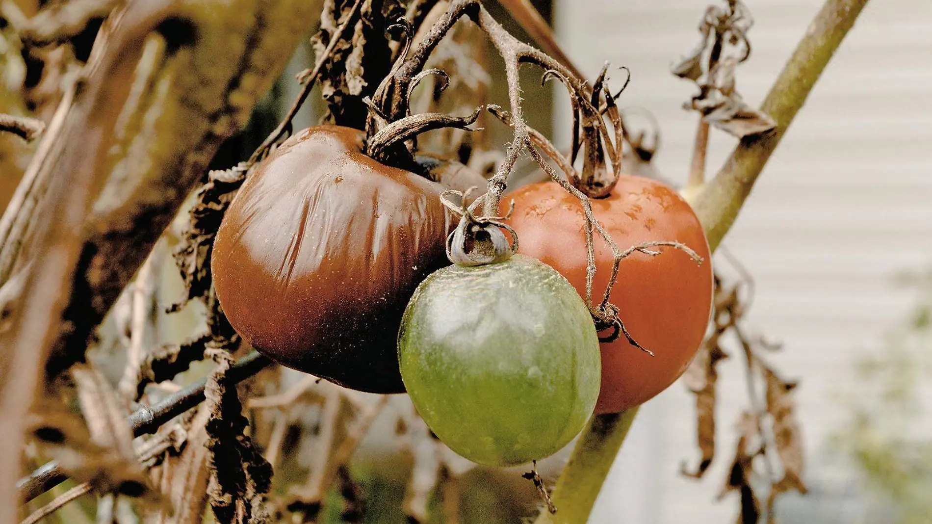 frutos podridos